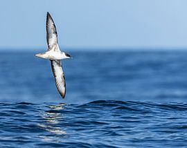 Great Shearwater, Ardenna gravis by Beschermingswerk voor aan uw muur