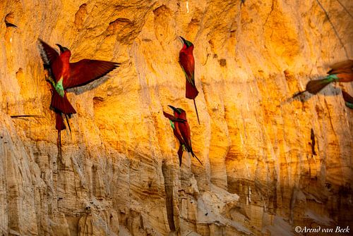 Nesting in a river wall