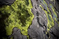 Natures Carpet