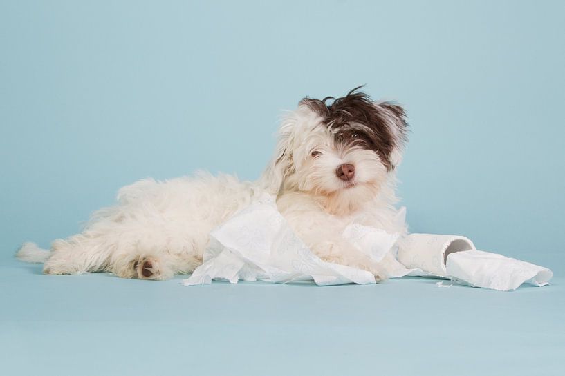 Mignon petit boomer avec un rouleau de papier toilette par Dagmar Hijmans