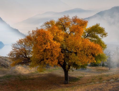 Arbre dans la brume