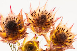 Protea in ijs 3