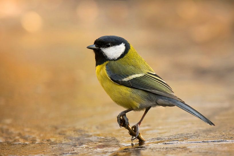 Great tit on a icy brench. von Vincent Willems