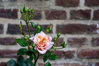 Delicate elegantie van vergankelijkheid: een roze rozenbloesem voor een bakstenen muur