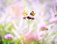 Zwei Schmetterlinge auf einer Blume