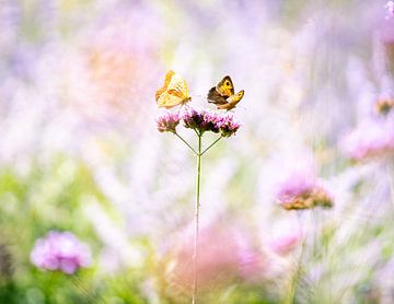 Deux papillons sur une fleur sur Thijs van Beusekom