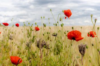 Poppies