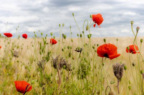 Poppies