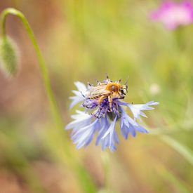 abeille domestique sur Mijke Bressers