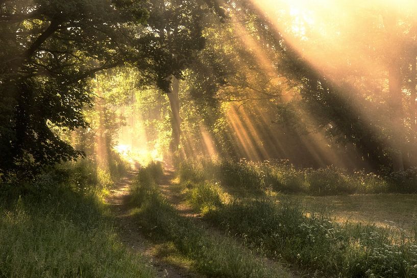 A morning hello by Marc Hollenberg