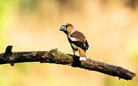 Kernbeißer (Coccothraustes coccothraustes) in Schaijk, Niederlande
