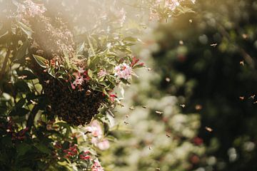 Essaim d'abeilles | Photographie de nature sur Marika Huisman fotografie