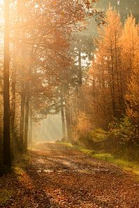 Herfst stralen sur Ron ter Burg