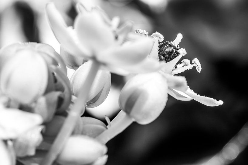 Druppeltjes in het licht op de bloem in zwartwit by de buurtfotograaf Leontien