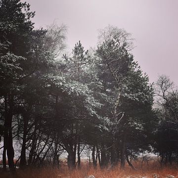 Lichte sneeuw en koude temperaturen in het eenzame stille bos van Netty Kempkes