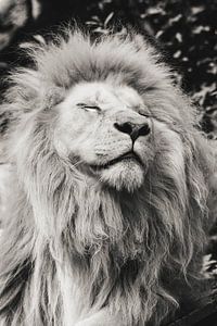 Le Roi Lion 2.0 sur Leen Van de Sande