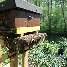 Imkerij Bumble bee von Cedric Sprockel