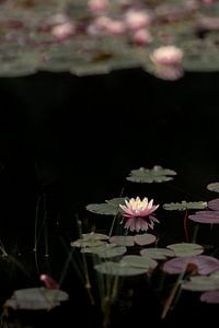 Vijver met waterlelies (4) van Mayra Fotografie