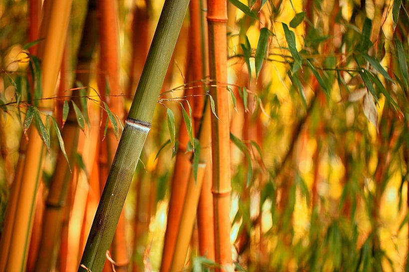 Bamboo Bambusa oldhamii by Renate Knapp