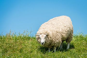 Schafe von Adri Rovers