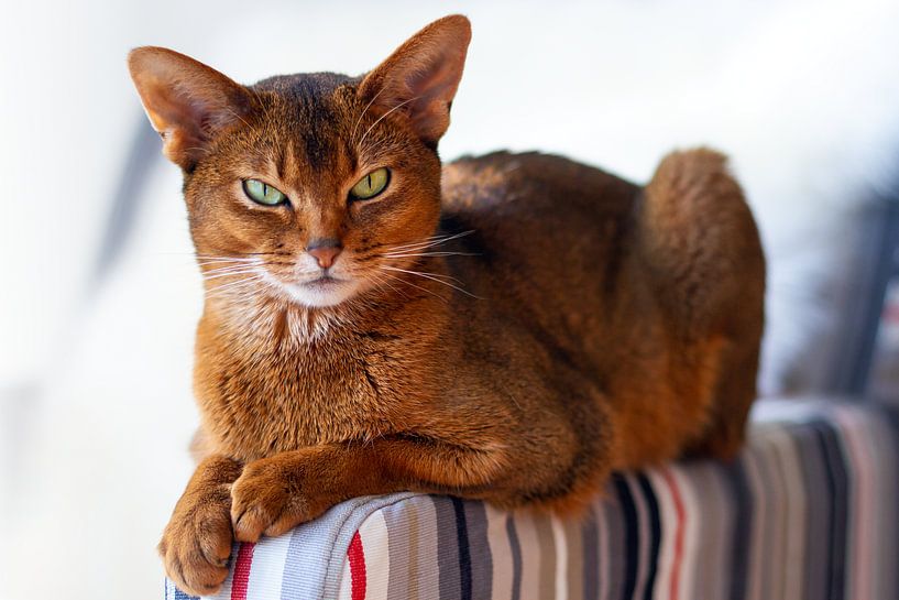 Abyssinien par Peter Nederlof
