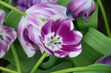 Tulips in Purple and White.