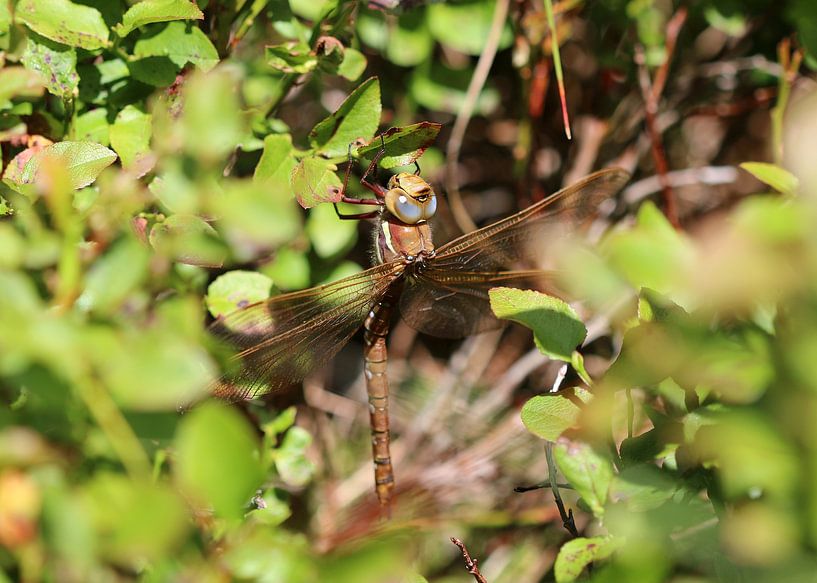 Brown mosaic damselfly by Matthias Brix