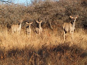 Kudu-Gruppe von Marleen Berendse