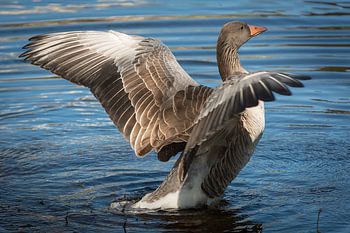 Fliegende Gans im Morgenlicht