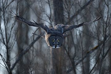 Great grey owl flying in first sunlight by Sven Scraeyen