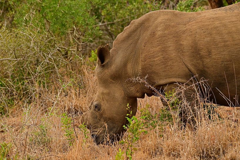 Rhinoceros at the Bayala Private Safari in Hluhluwe South Africa by Truus Hagen