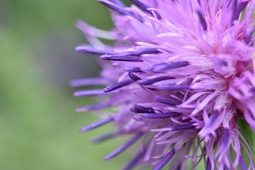 Distel bloem van Shutterbalance