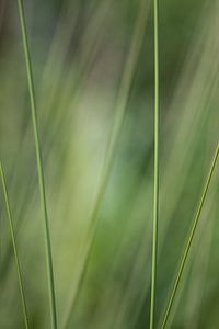 Gras von Anneliese Grünwald-Märkl