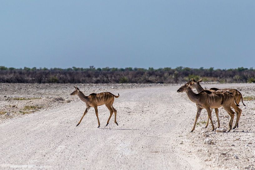 Overstekende kudu's van Sander RB