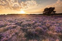 Sunset at Balloërveld