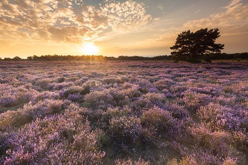 Coucher de soleil sur le Balloërveld sur Ron Buist