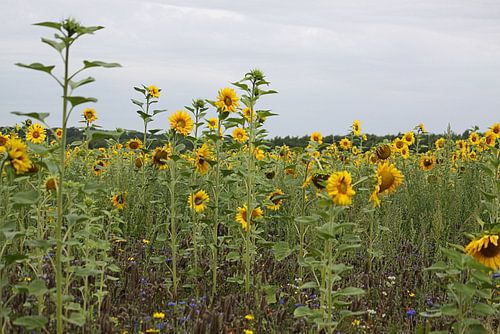 Tournesol (Thème Van Gogh)