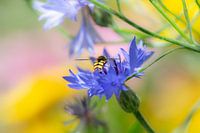 Schwebfliege auf Kornblume