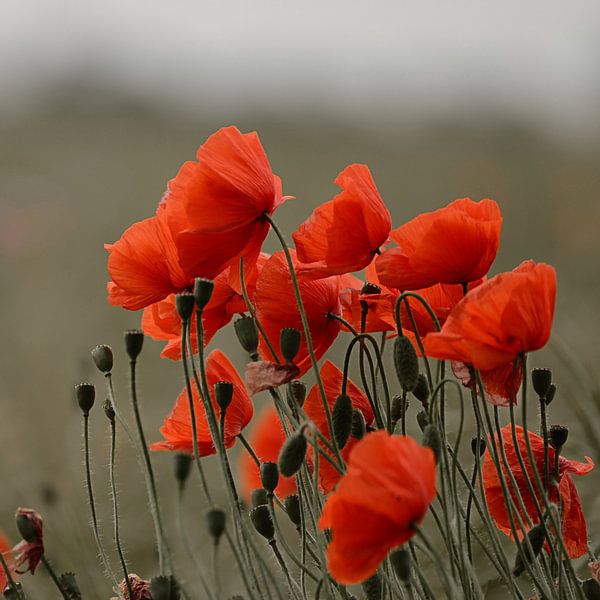 Mohnfeld von Andreas Berheide Photography