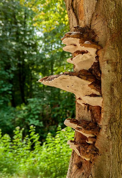 Lakzwammen by Maarten Verhees