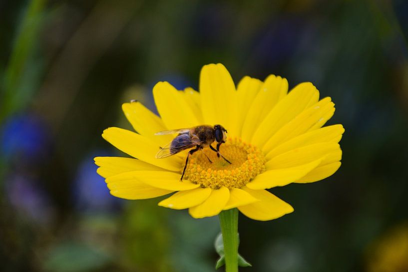 Macro by Fendo Pater