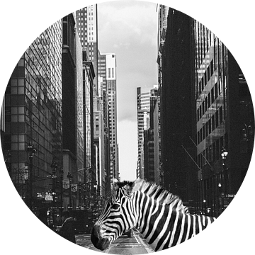 Zebra in NYC - Surrealistische foto collage van wilde dieren - Geïnspireerd door Inge Morath van Dagmar Pels
