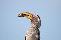 neushoornvogel