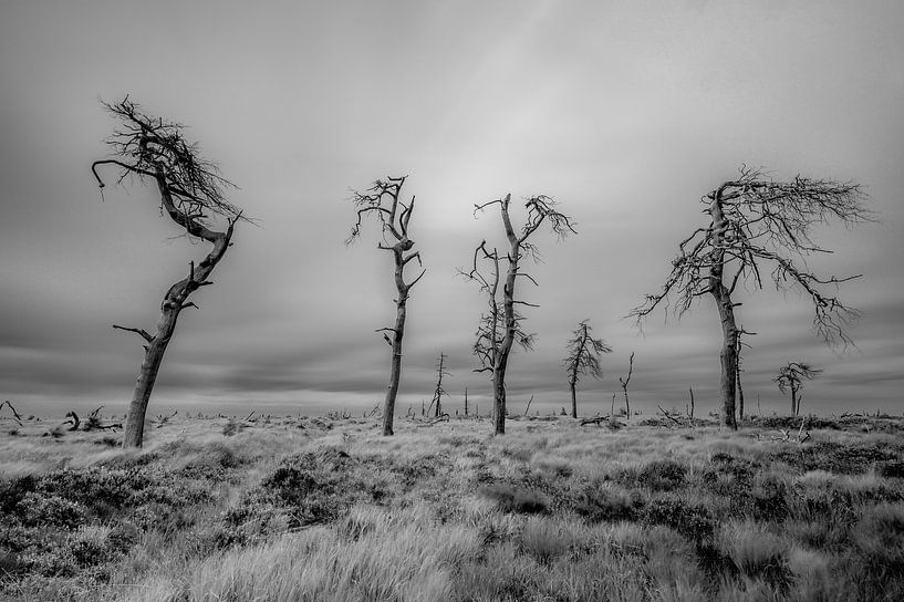 Noir Flohay von Peter Deschepper