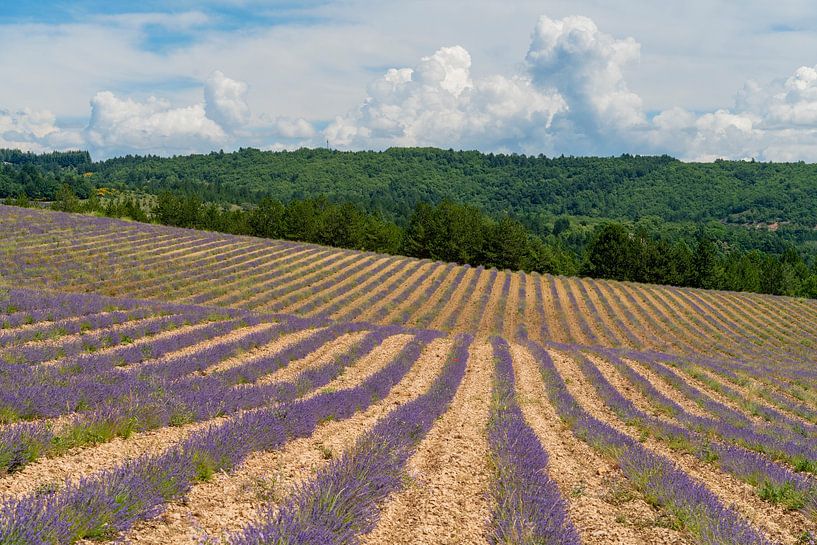 Lavendelfeld in Frankreich von Achim Prill