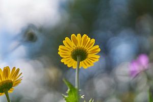 Marguerite jaune sur fond de bokeh