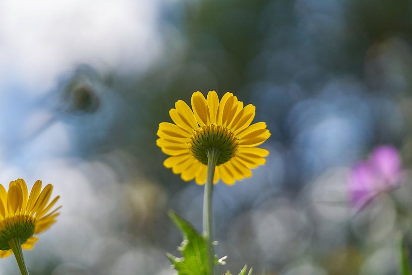 Yellow daisy with bokeh background by Ad Jekel