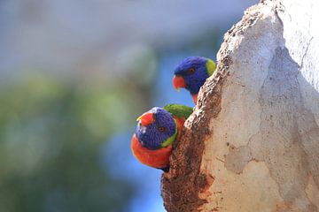 Rainbow Lorikeet, Queensland, Australie sur Frank Fichtmüller