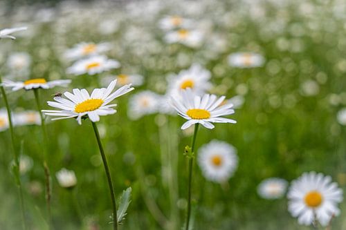 Margrietjes (2)