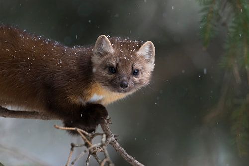 Baummarder *Martes americana*